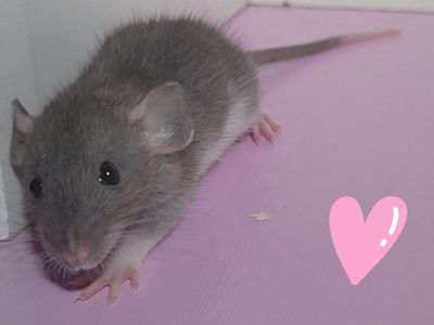Dumbo Rats