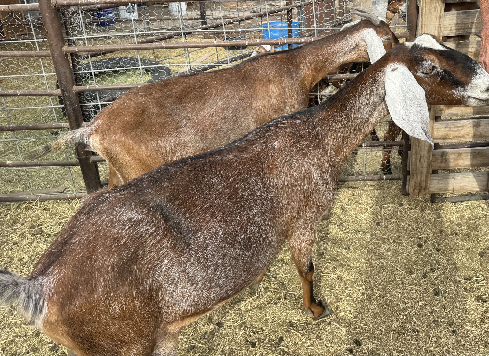 2 Milking Nubian  Doe Goats