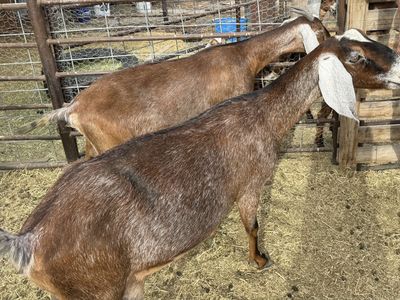 2 Milking Nubian Doe Goats