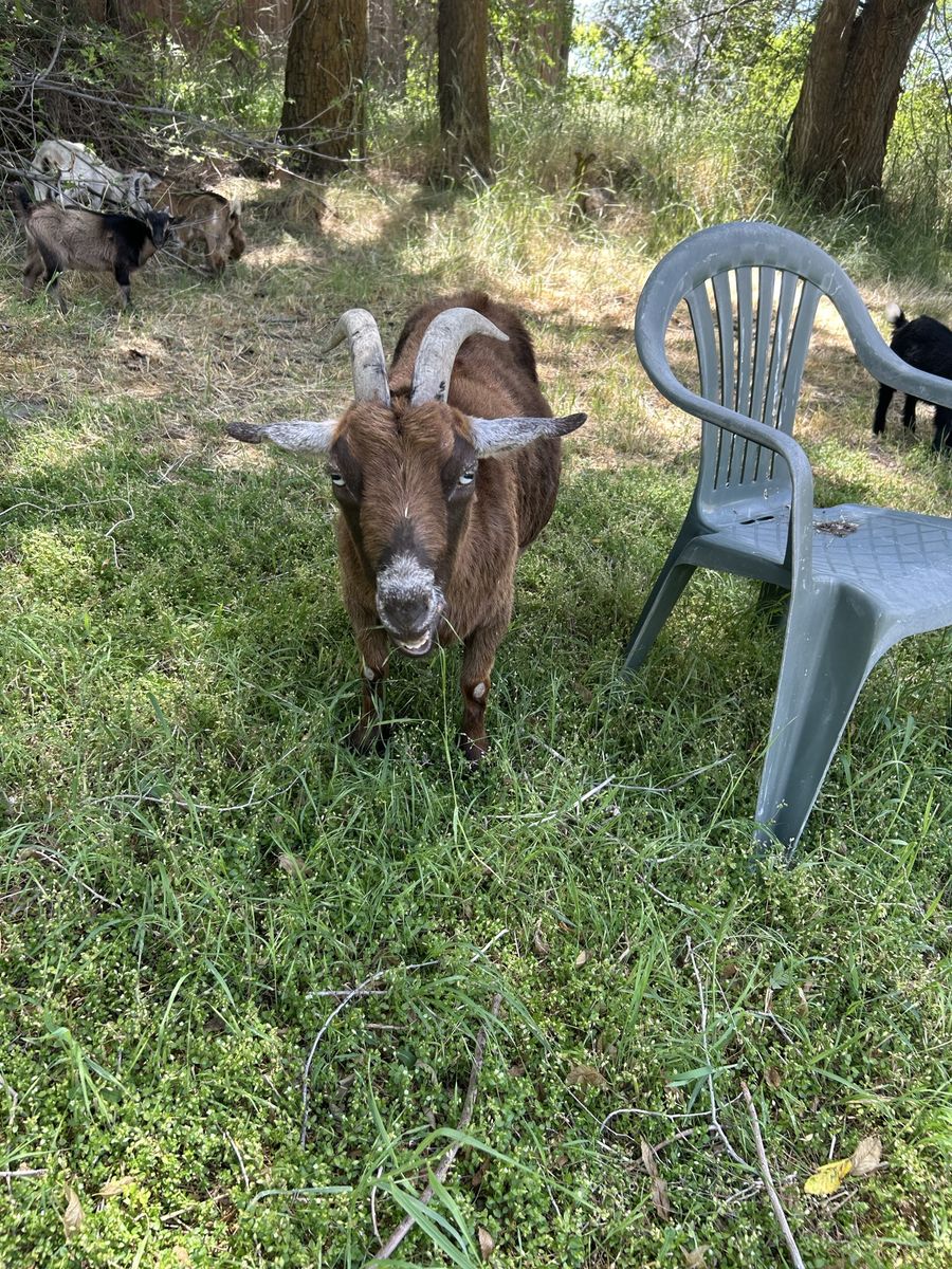 Nigerian Dwarf Does