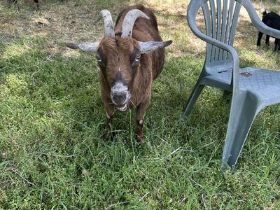 Nigerian Dwarf Does