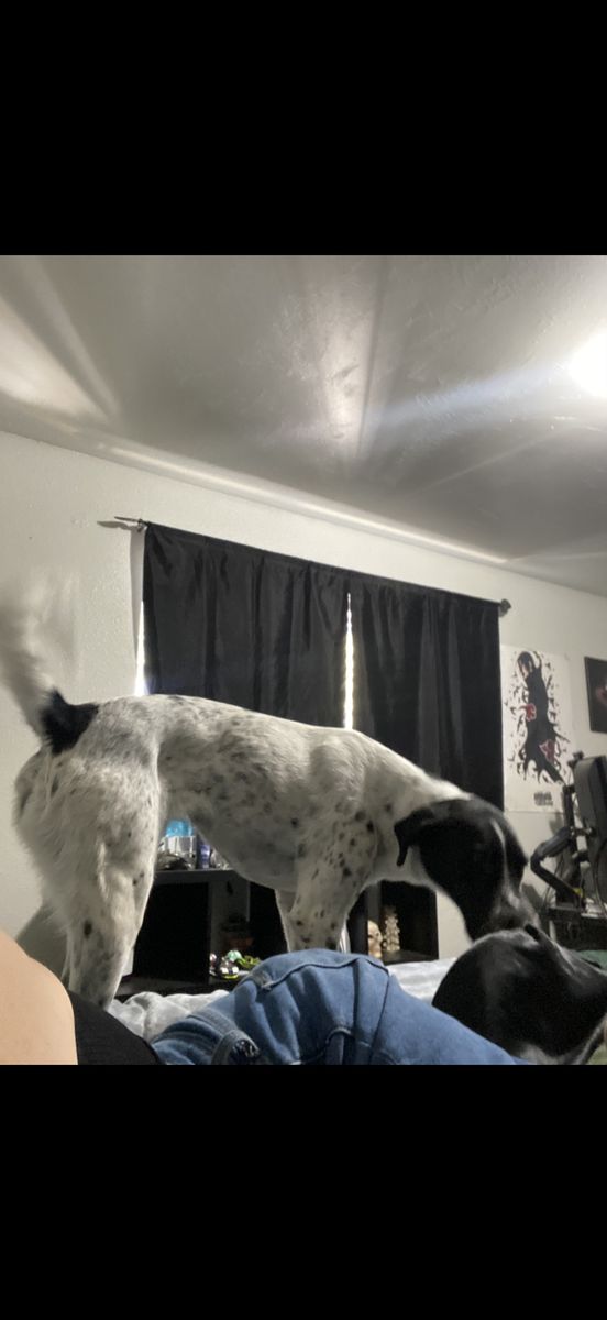 Female Dog