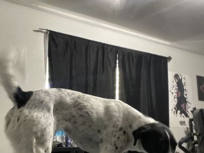 Female Dog