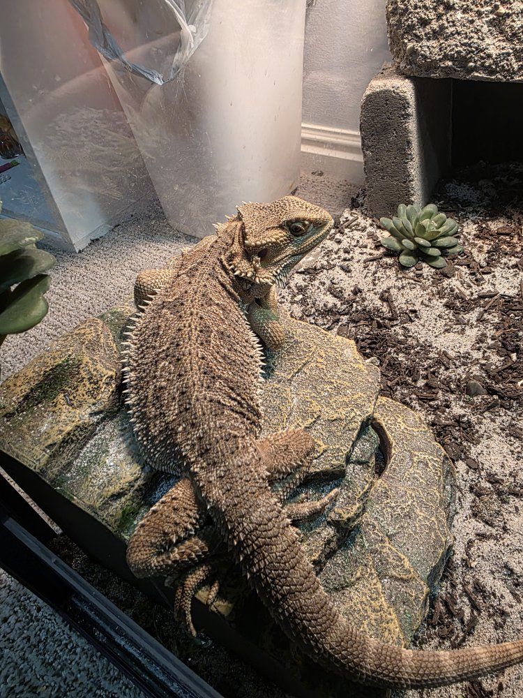 Reptile Enclosure Terrarium (2×2×4 ft)  with Bearded Dragon and Setup