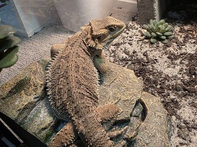 Reptile Enclosure Terrarium (2×2×4 ft) with Bearded Dragon and Setup
