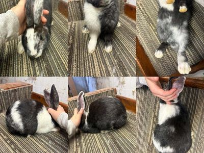 Pedigreed Magpie Harlequin Bunny Rabbit