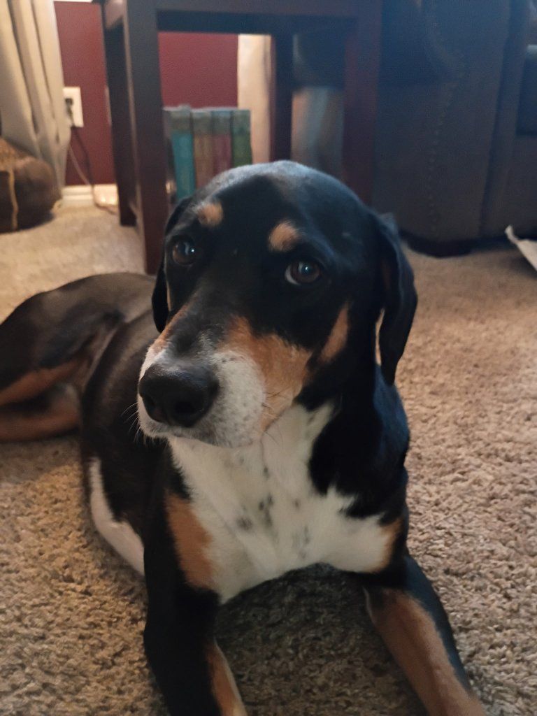 Friendly Dog in Need of New Home