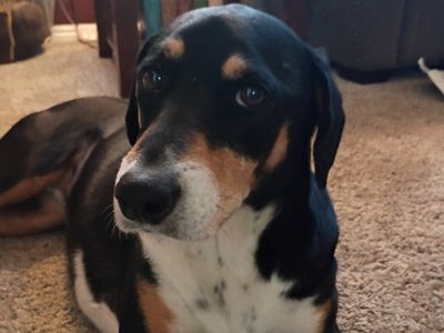 Friendly Dog in Need of New Home