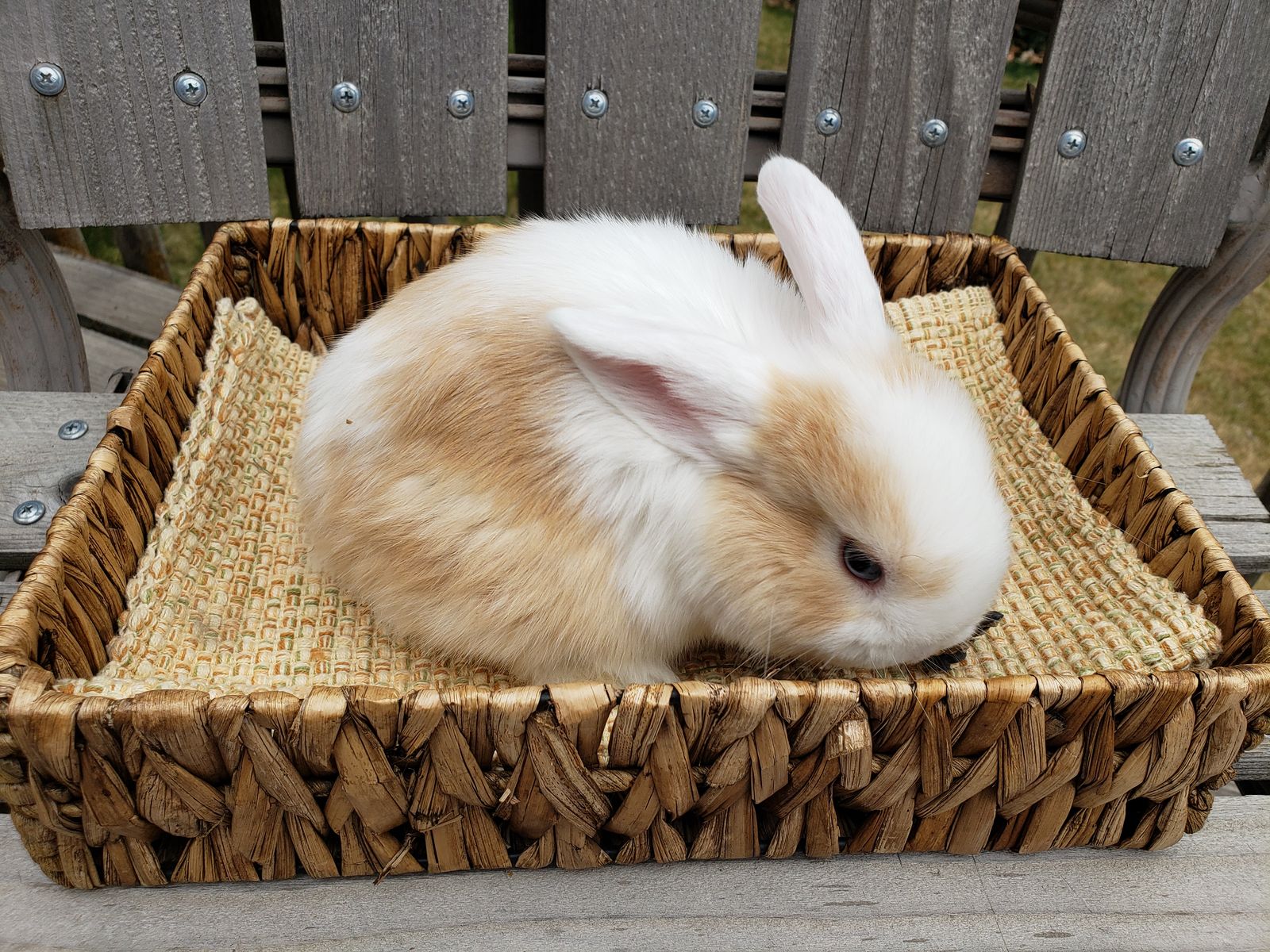 Holland lops Bunny Rabbit Babies - Doe