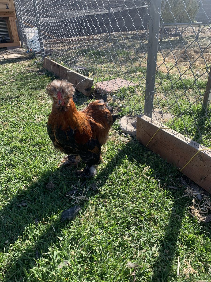 Mille/calico satin silkie rooster