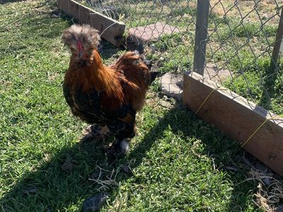 Mille/calico satin silkie rooster