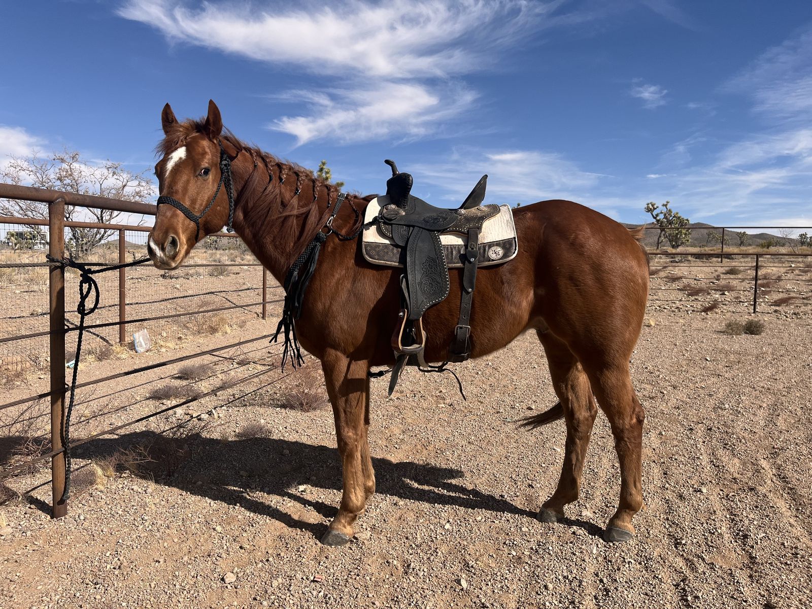 Future Fortunes Barrel Prospect