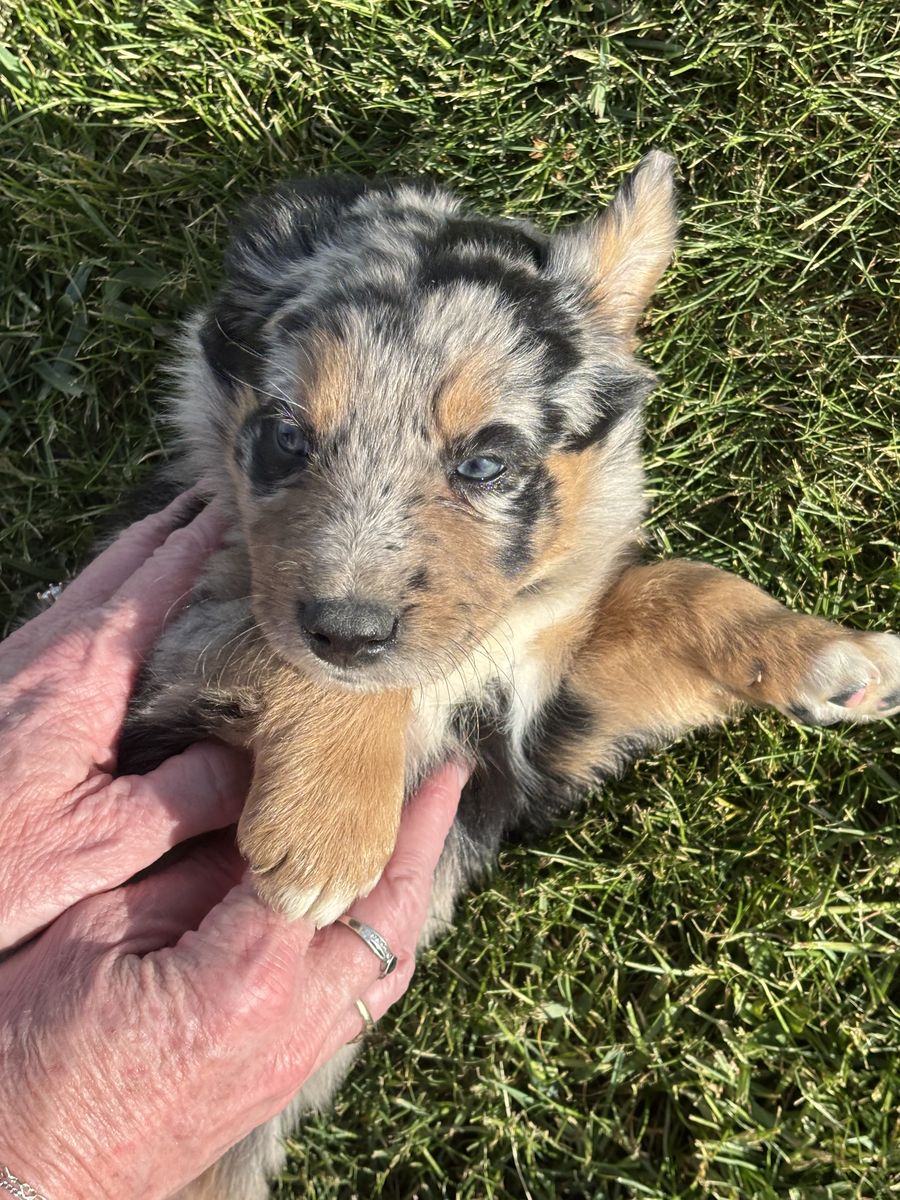 Adorable Kelpie-Border Collie Puppies