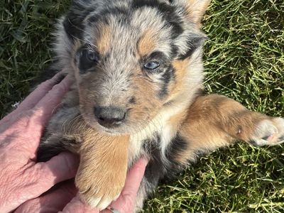 Adorable Kelpie-Border Collie Puppies