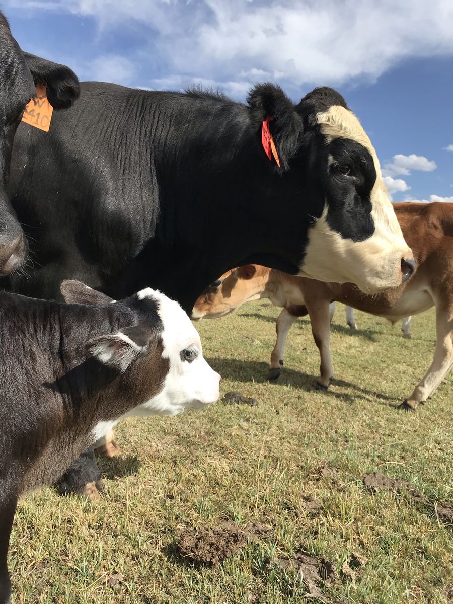 BULLS! BULLS! BULLS!