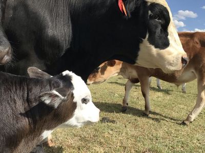 BULLS! BULLS! BULLS!