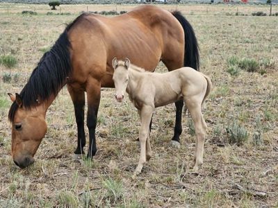 2026 Palomino Horse Colt