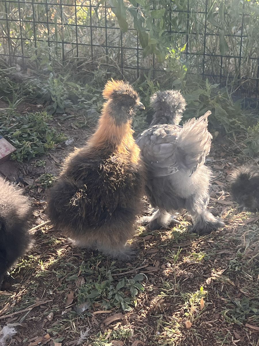 Silkie chicks- 6 weeks old