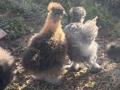 Silkie chicks- 6 weeks old