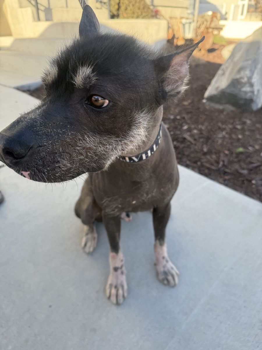 1 Year Old Xoloitzcuintli Dogs