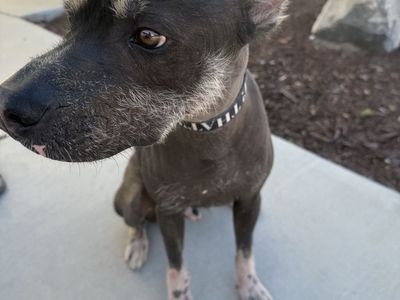 1 Year Old Xoloitzcuintli Dogs