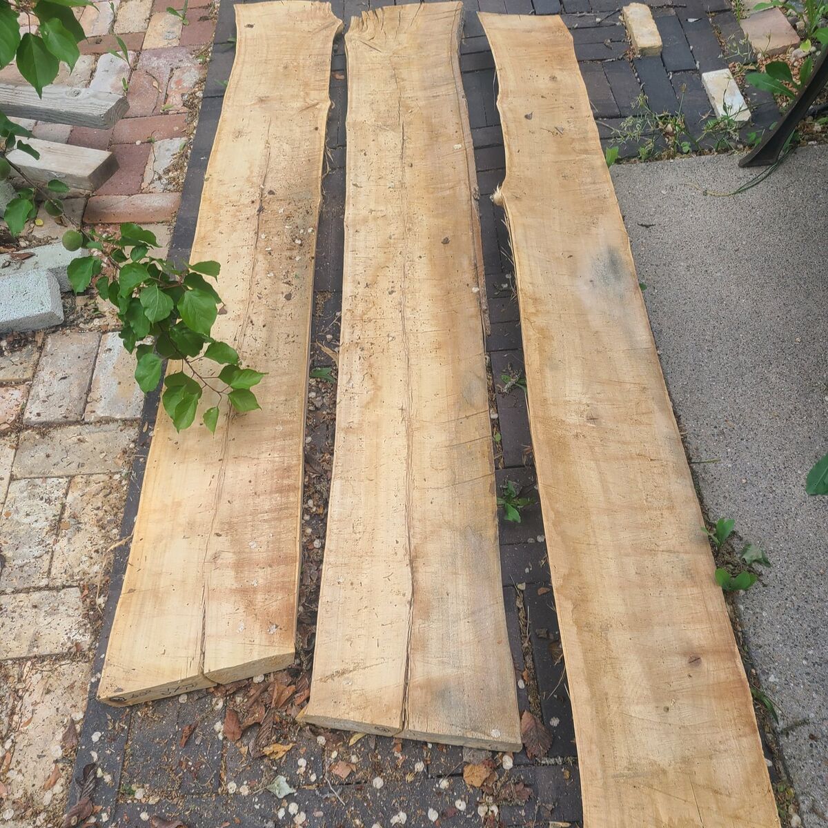 (#6) Elm Wood Slabs-$5 Board Foot