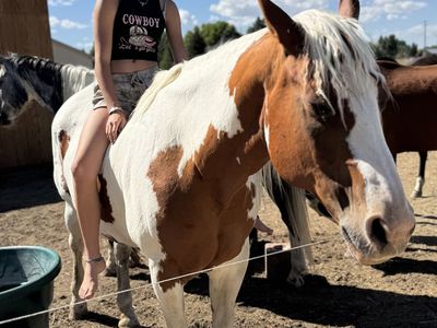 Paint horse