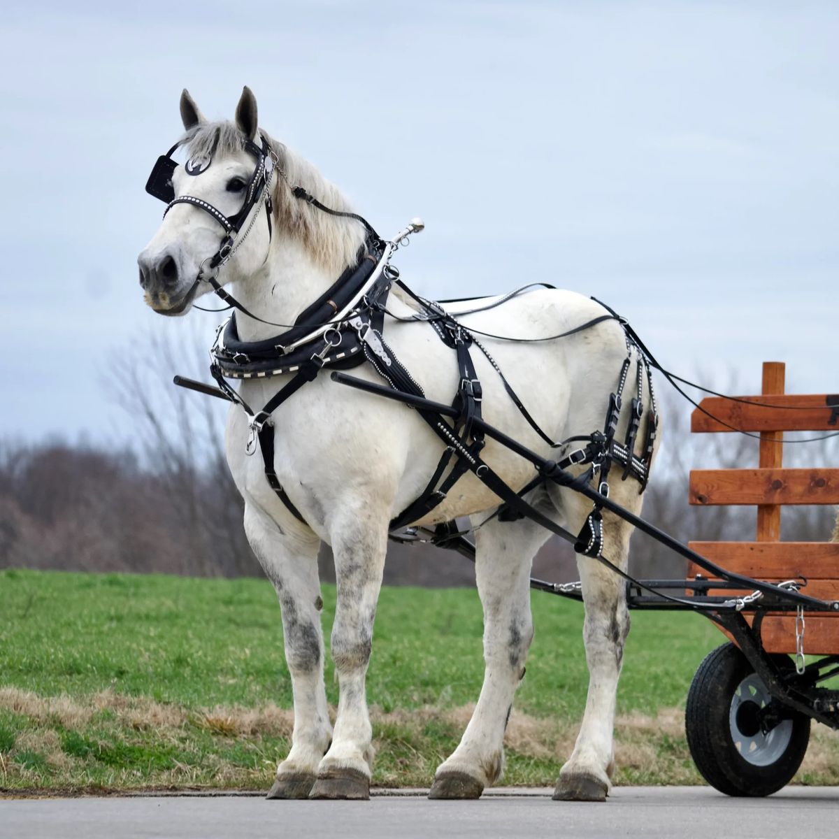 7 Year Grey Percheron Draft Horse Gelding