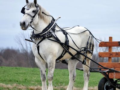 7 Year Grey Percheron Draft Horse Gelding