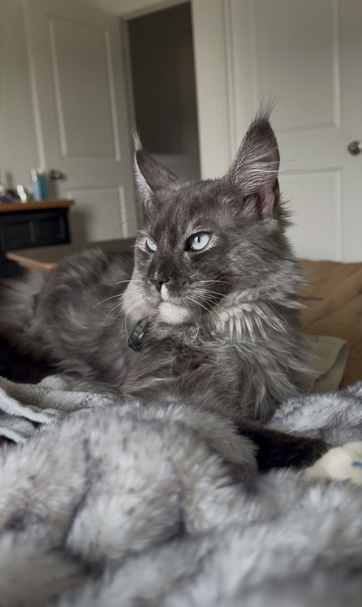 European Maine Coon Tica Stud Service