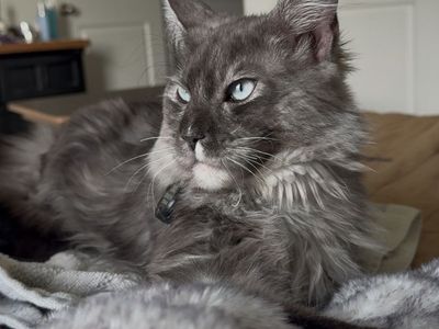 European Maine Coon Tica Stud Service
