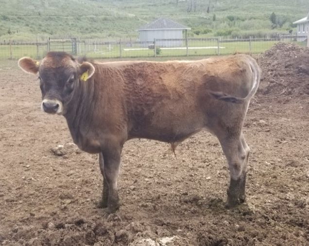 Registered A2A2 Jersey Bull polled