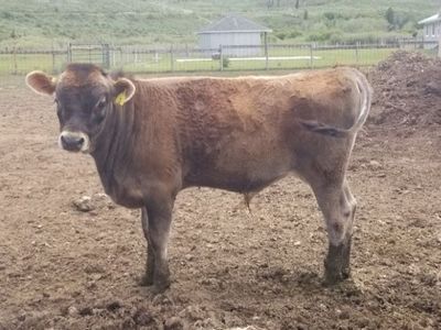 Registered A2A2 Jersey Bull polled