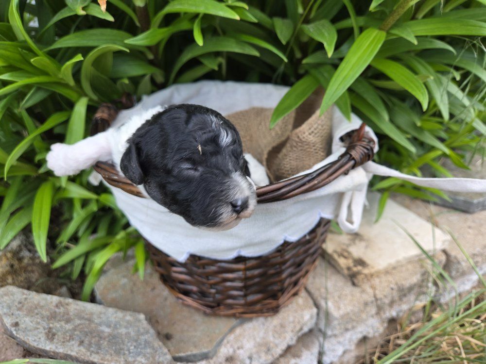 Purebred miniature poodle puppies