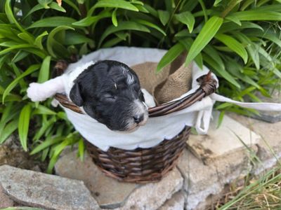Purebred miniature poodle puppies