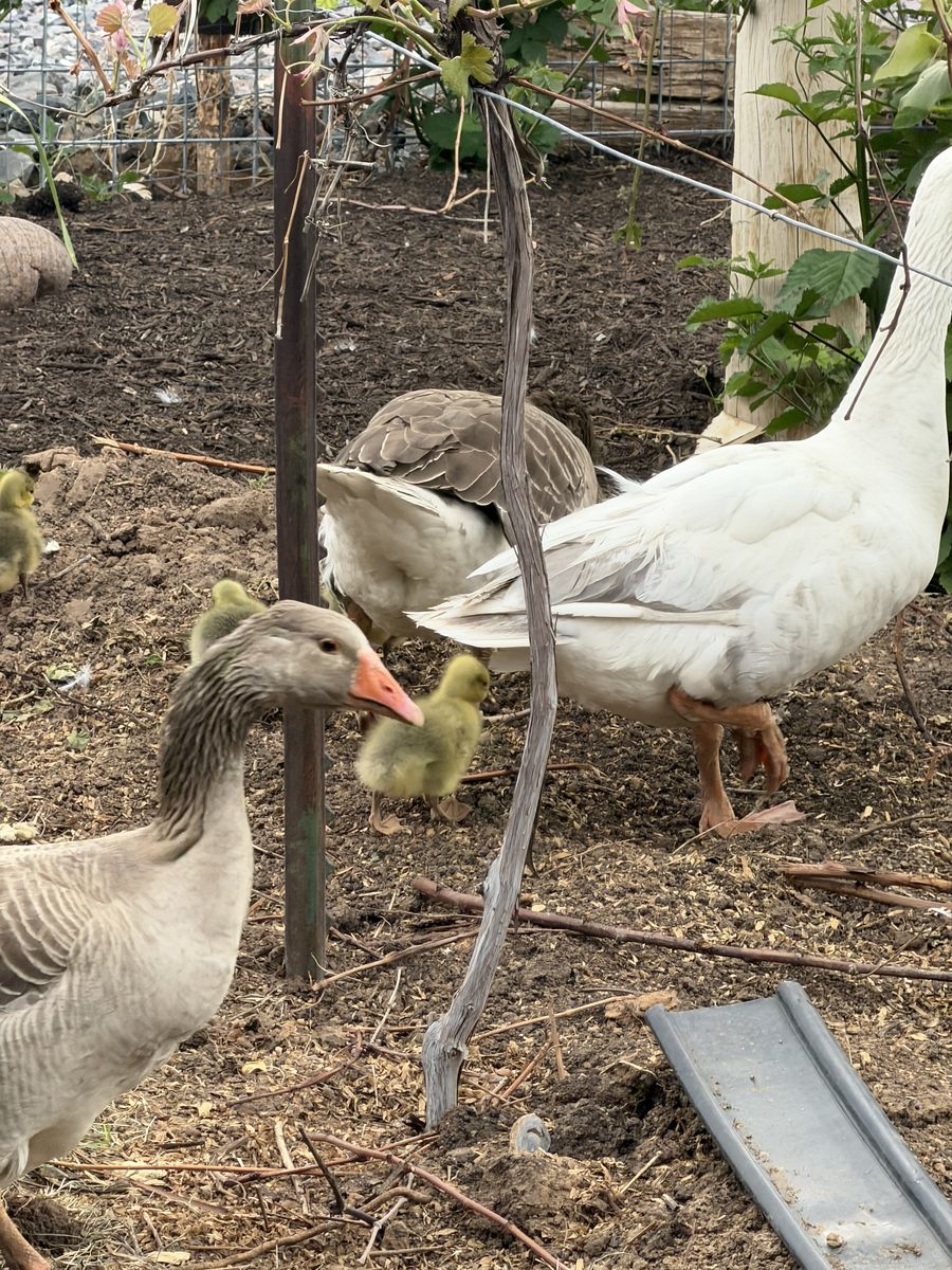 Pilgrim geese