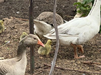Pilgrim geese