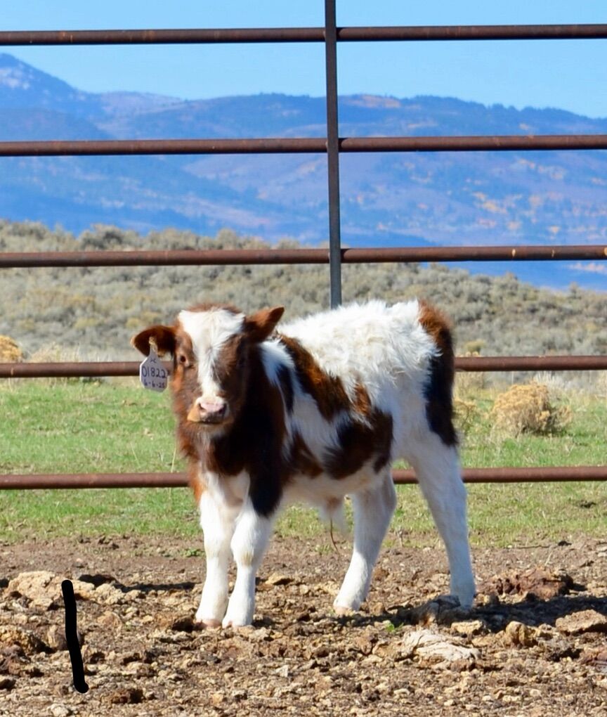 01822-tiny Miniature highpark/longhorn Cross -Bull