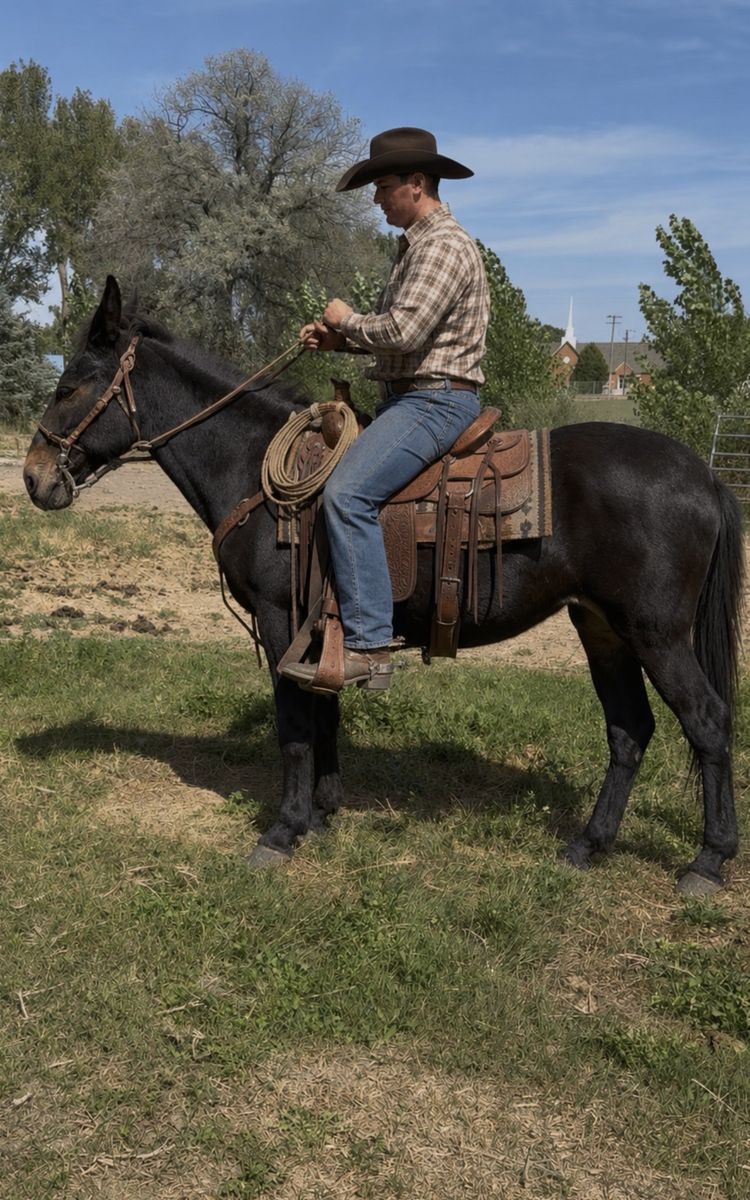 Well broke mule 