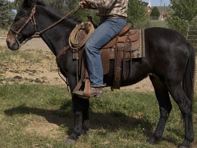 Well broke mule