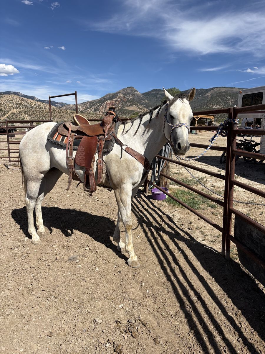 Grade Quarter horse mare 