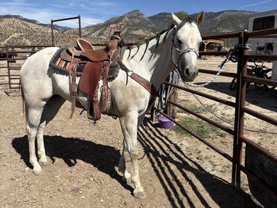 Grade Quarter horse mare