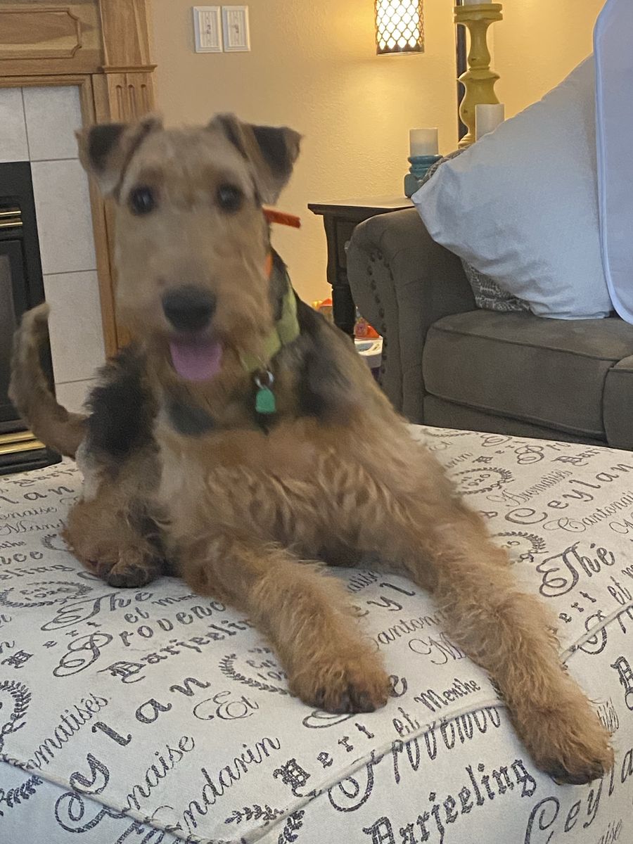 Airedales pups coming October 2026. Taking deposits for up coming litter.