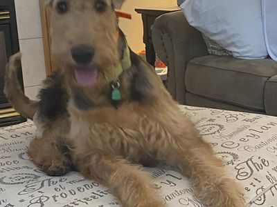 Airedales pups coming October 2026. Taking deposits for up coming litter.