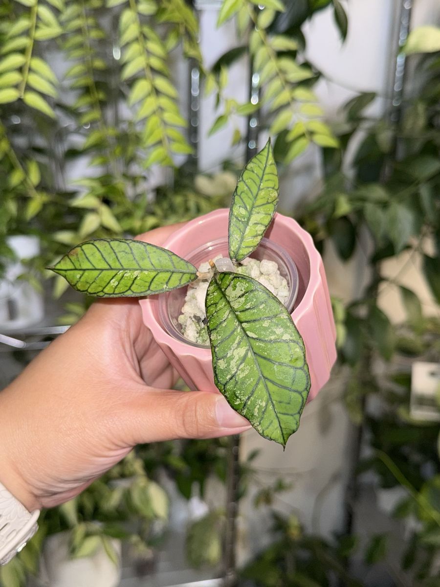 Hoya Gunung Gading Ghost (splash) - Plant
