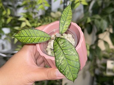 Hoya Gunung Gading Ghost (splash) - Plant