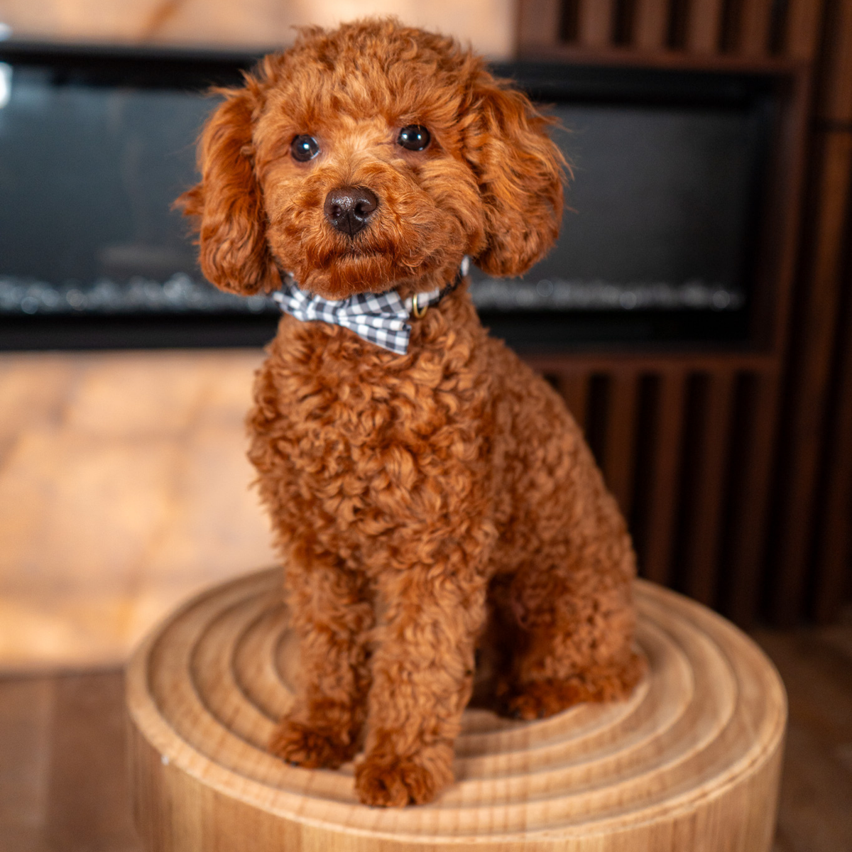 Amazing Apricot Toy Poodle Stud Service Package – Healthy, Happy Pups W/ King