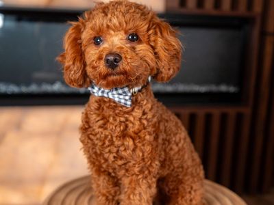 Amazing Apricot Toy Poodle Stud Service Package – Healthy, Happy Pups W/ King