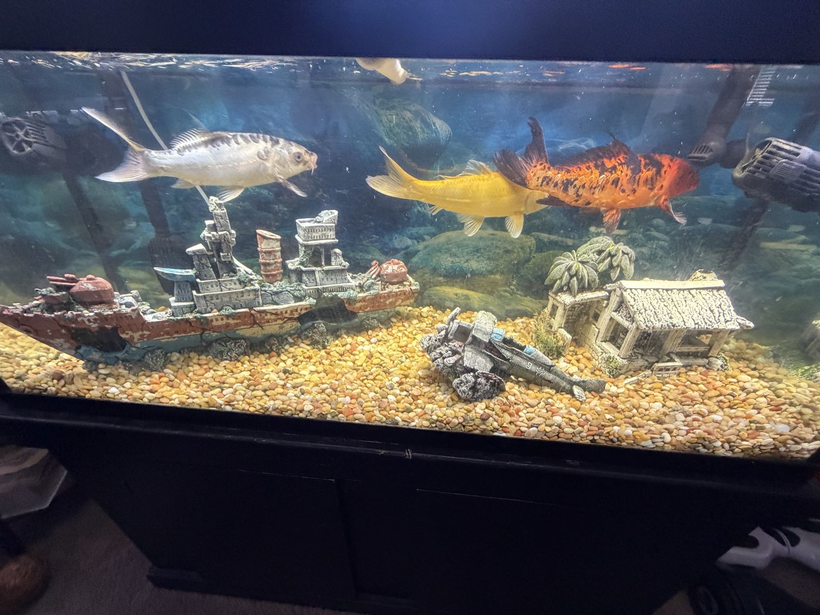 Three foot long Koi for your pond!