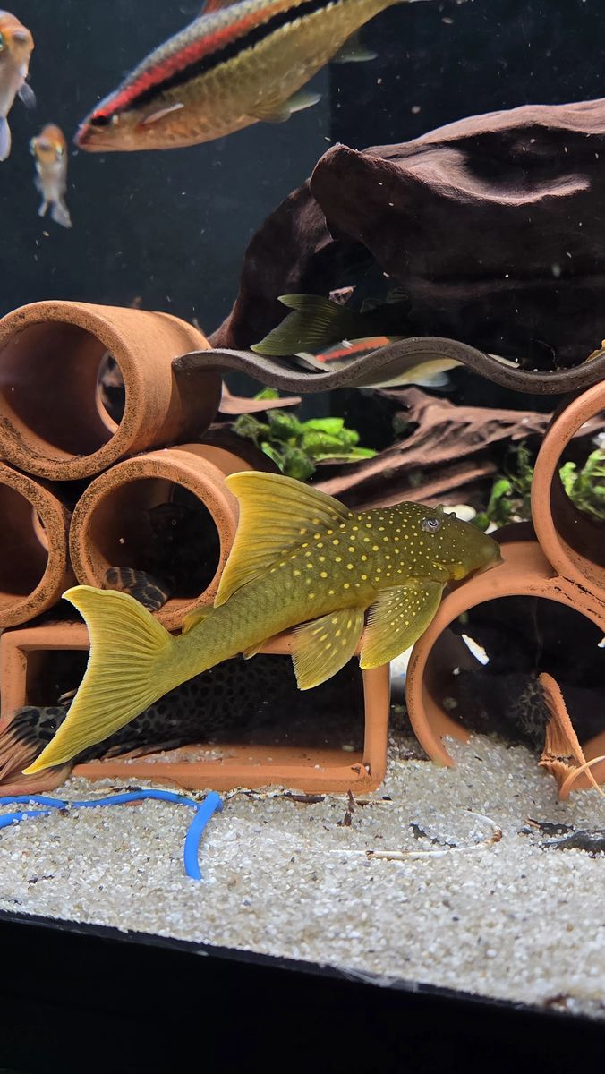 L200a PLeco